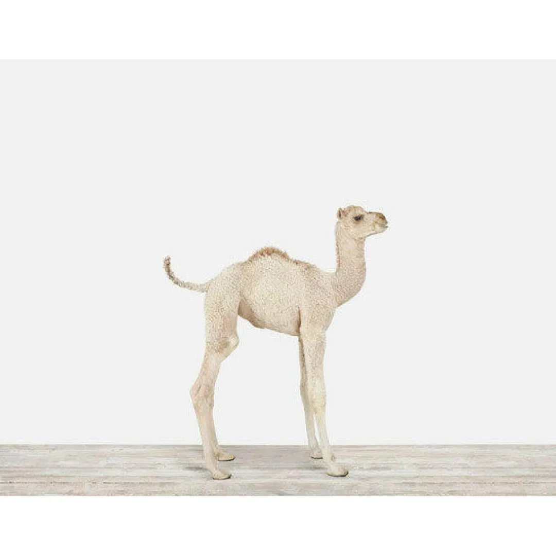 Baby Camel Print