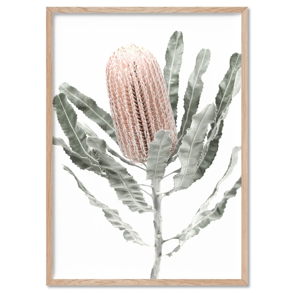 Banksia Pastels II - Art Print