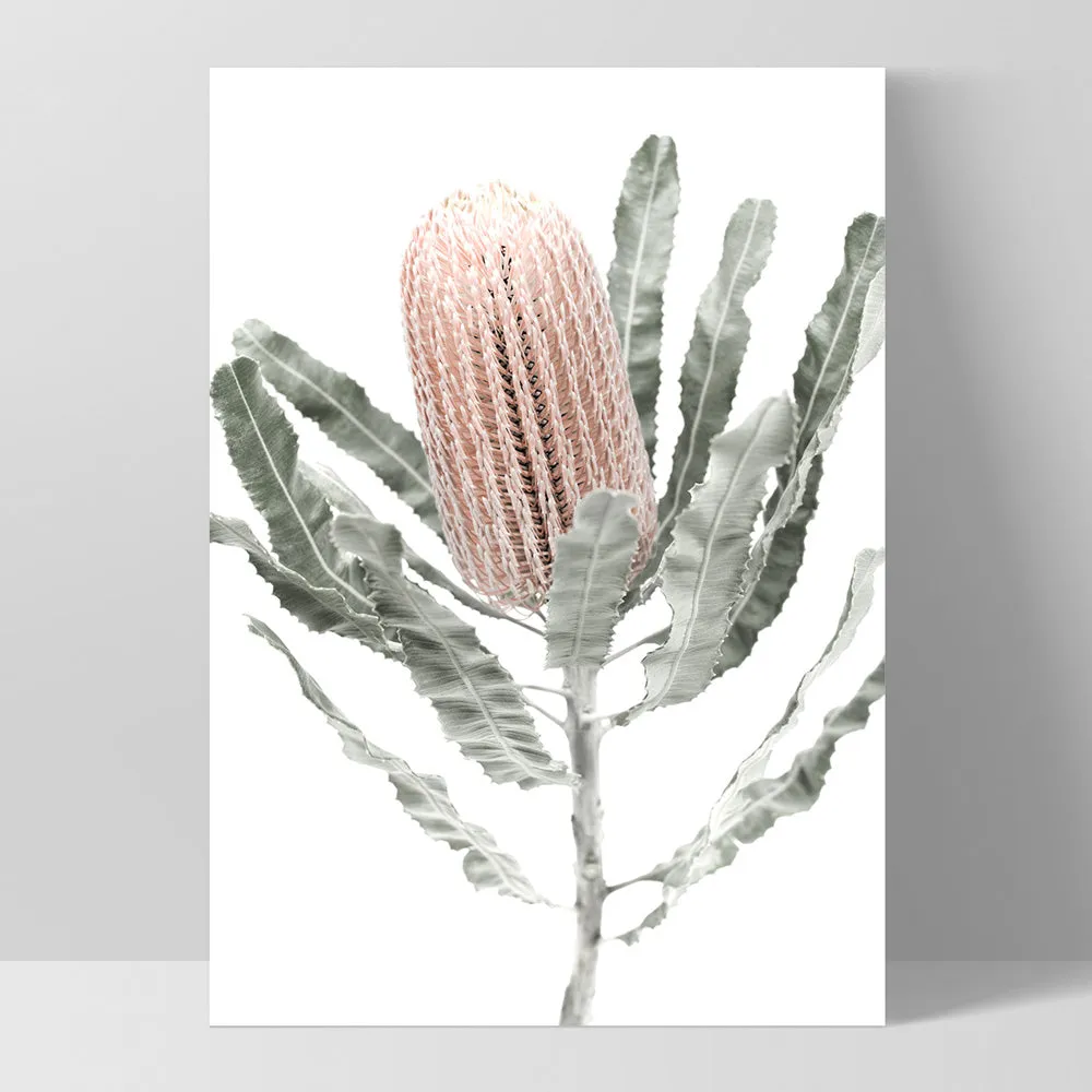 Banksia Pastels II - Art Print