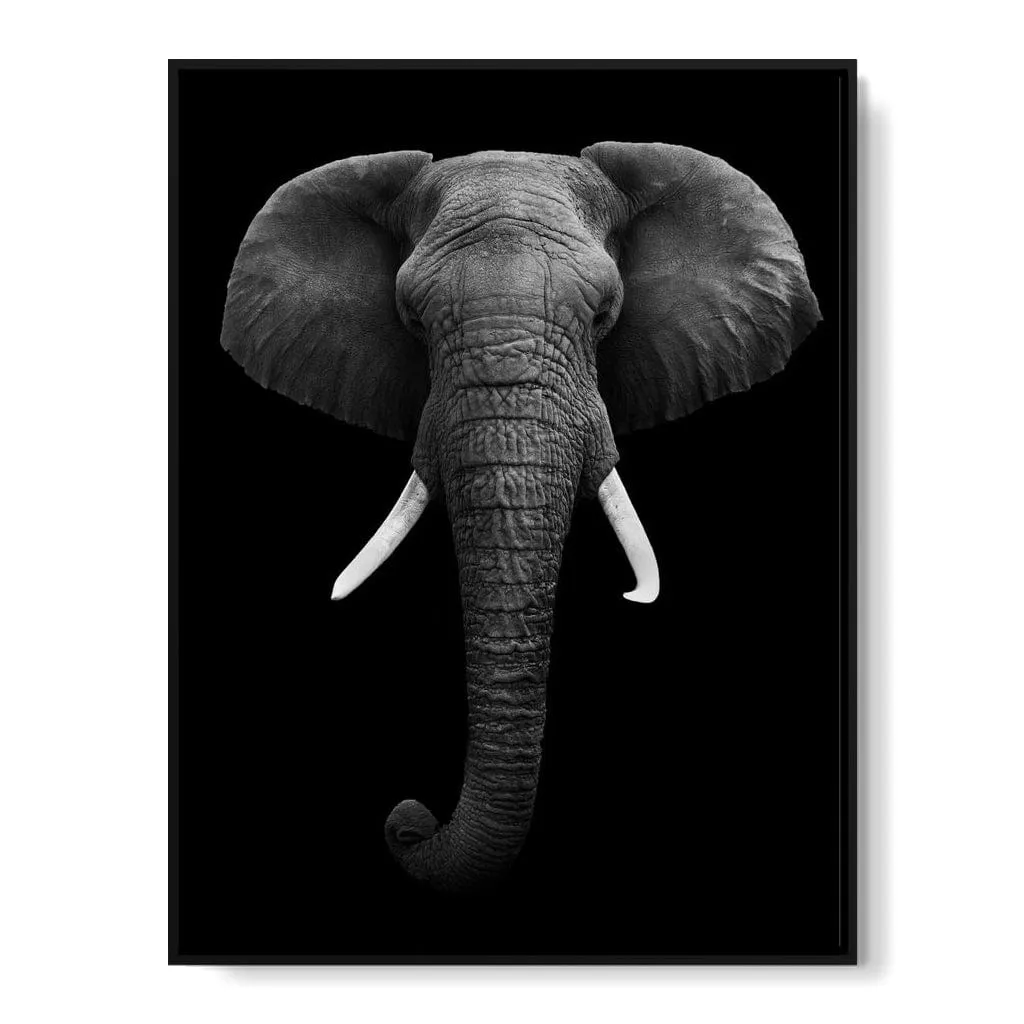 Black and White Elephant Face